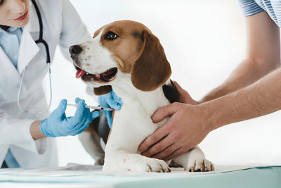 DHPPi Vaccines for Lifelong Health and Happiness For Dogs