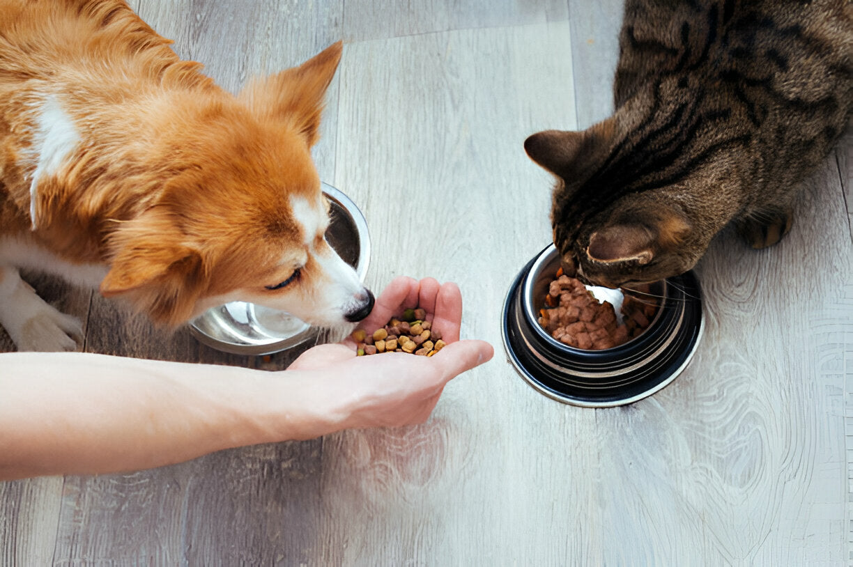 A Dog and Cat eating from their Food Bowls on the floor