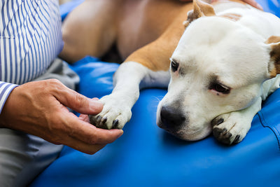 13 Warning Signs if a Dog Is Sick with Home Remedies