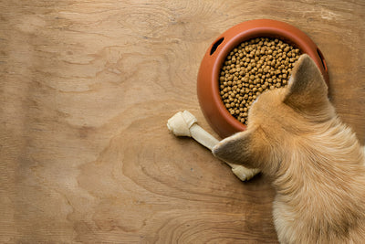Benefits of Small Batch Dog Food: A Step Towards Nutrition