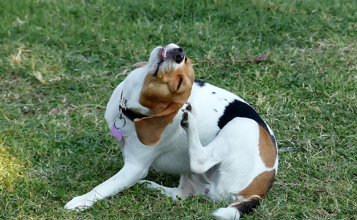 A Dog scratches its head