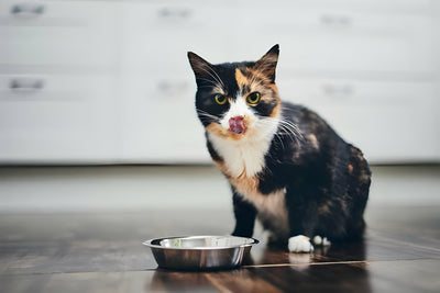 Why Homemade Cat Food is the Best Choice for Your Feline Friend