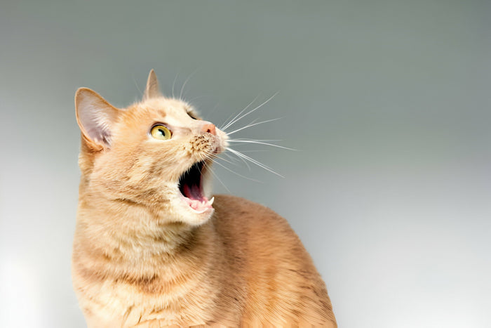 A Cat gets excited for getting the Rabies Vaccine