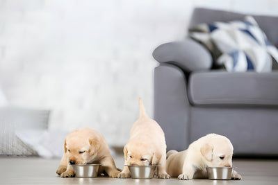 Craft Your Pup's Perfect Diet Chart: A Puppy Nutrition Guide