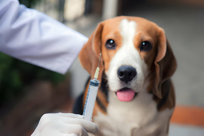 Dog & Puppy Vaccination: Your Guide to Dog Vaccination Schedule