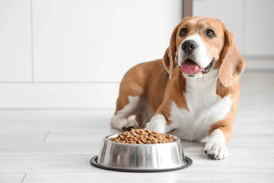 Grain-free Dog Food: The Rising Trend Among Pet Parents