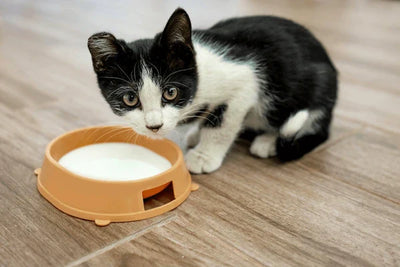 Can Cats Drink Milk? The Truth Your Vet Wants You to Know