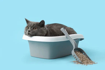 Cat Litter Comparison: Brown vs White Sand Cat Litter