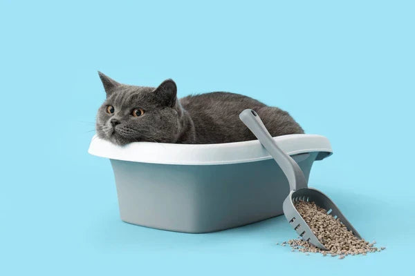 Types of Cat Litter & Litter Boxes: What Every Cat Parent Should Know