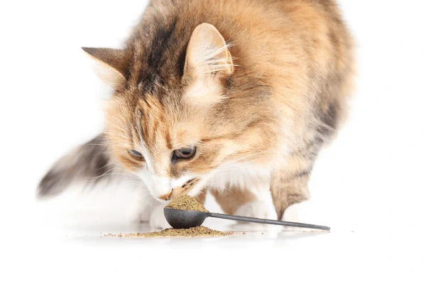 Understanding the Importance of Cat Gut Health