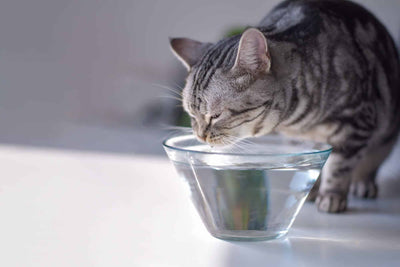 Dehydration in Cats. It all Starts With Water