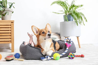 Must-Have Dog Accessories for Every Pet Parent