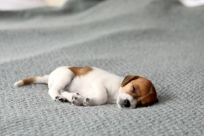 Unlocking the Advantages of Ideal Sleep for Dogs