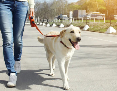 Deciding How Much Walk is Enough for Your Dog