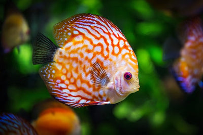 The Ultimate Guide on How to Take Care of a Fish