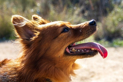 Chilly Canines: Dog Breeds That Prefer Warmer Climates