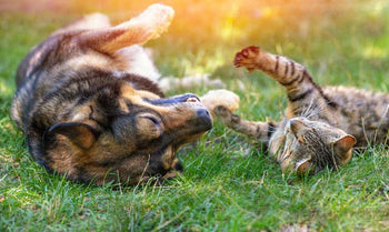 Dog and cat playing together outdoors on a sunny day
