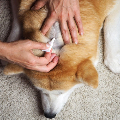 Understanding Age-Based Deworming Needs