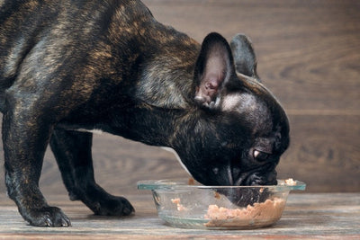What Are You Putting in Your Pet’s Bowl?