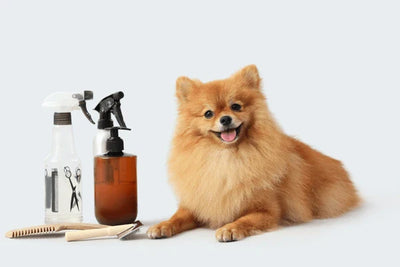 Dog Hygiene Essentials: A Complete Guide to Keeping Your Pet Clean and Healthy