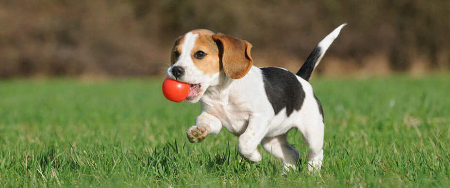 Boost Your Dog’s Energy & Playtime Naturally