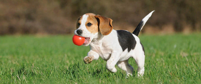 Boost Your Dog’s Energy & Playtime Naturally