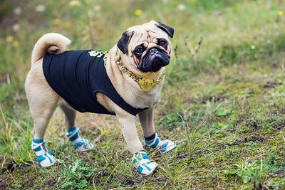 Guide to Choosing the Best Dog Shoes for Outdoor Adventures