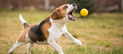 The Power of Play: Interactive Games for Hyperactive Dogs