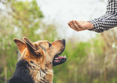 Dog Training: The Ultimate Guide to Training Your Dog at Home