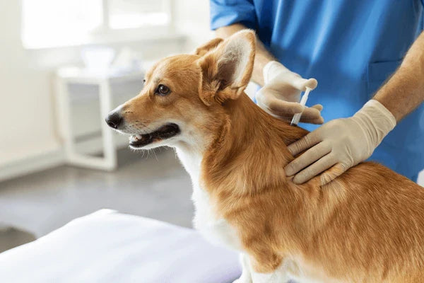 Decoding Dog Vaccinations Cost: A Practical Approach For Pet Parents