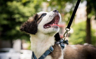 Maximizing Your Dog's Walking Experience: Proactive Strategies for a Happier, Healthier Companion