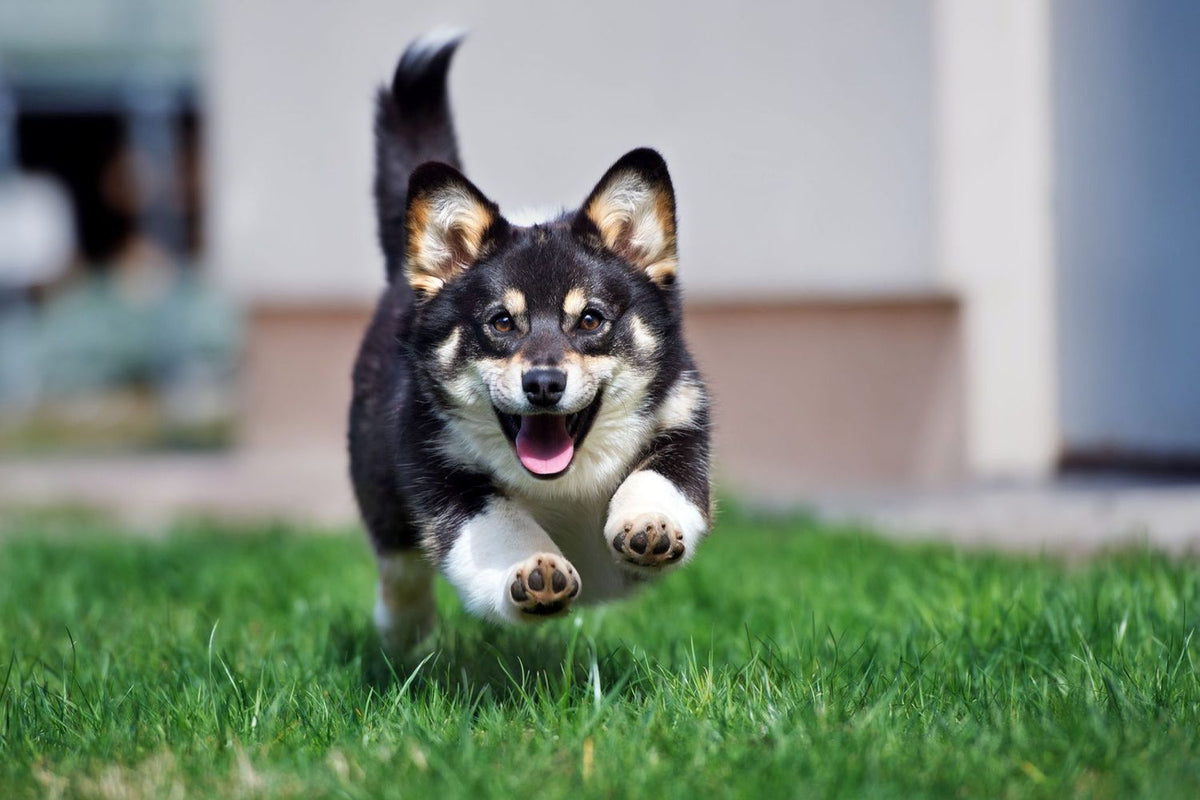 Tame the Zoomies: Build a Balanced Routine with Play & Protein Treats for Your Dog