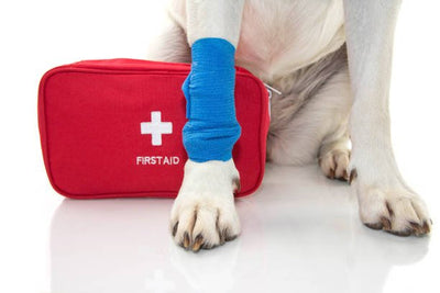 Basics of First Aid for Dogs