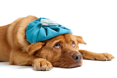 Do Dogs Get Headaches? Here’s What You Should Know
