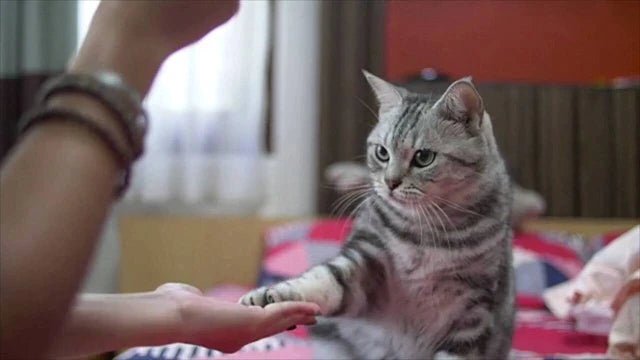 Mastering Cat Training: Expert Insights & Techniques