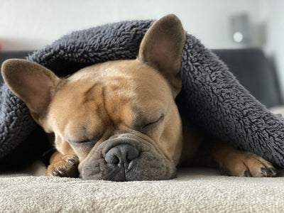 Understanding Canine Sleep Patterns: How Do Dogs Sleep?