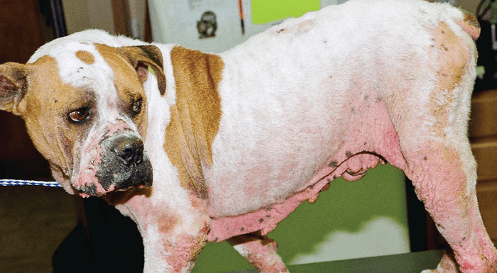 A Dog on the grass scratches its ear