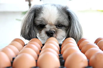 A dog looking at chicken eggs