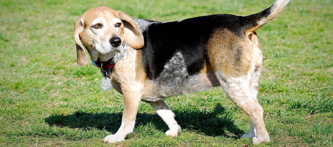 Understanding Hip Dysplasia in Dogs