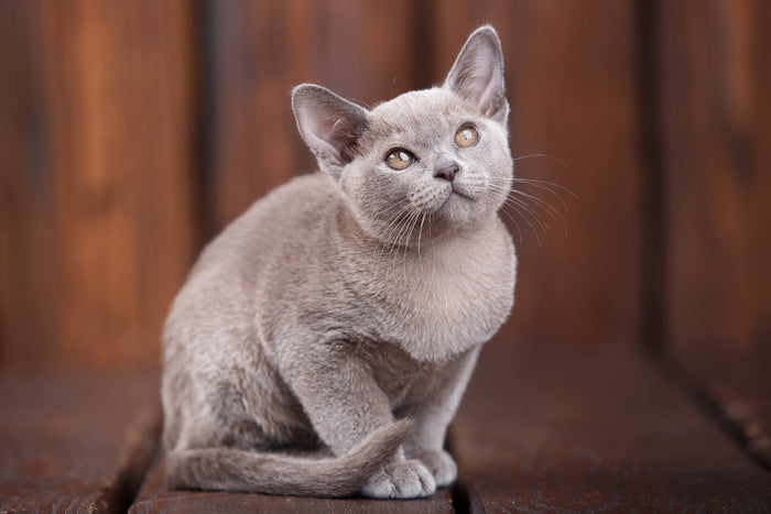 Longest-Living Cats: Discover Which Breeds Live the Longest