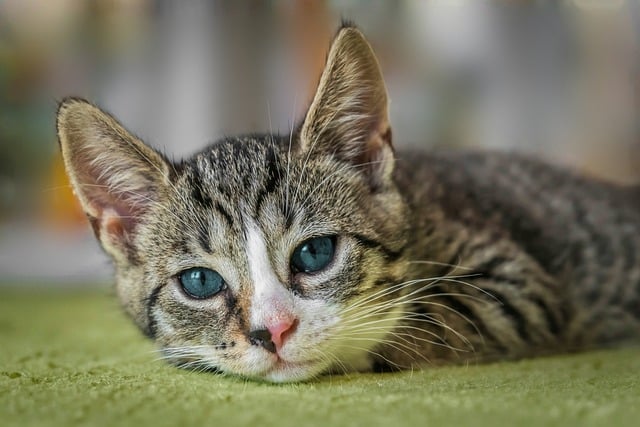 A cat resting its head