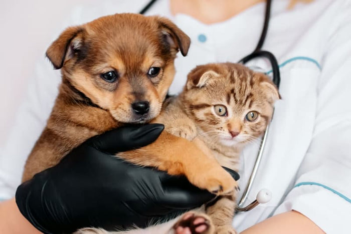 Importance of Preventive Care for Pets: What Your Pet Needs at Every Age