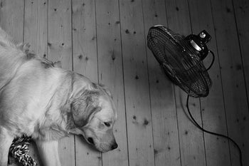 A dog in front of the fan