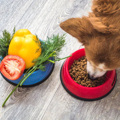 Cold-Weather Nutrition: Tailoring Your Dog's Diet for Winter