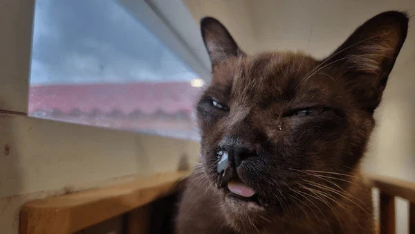 Feline Calicivirus: Everything You Need to Know to Protect Your Cat