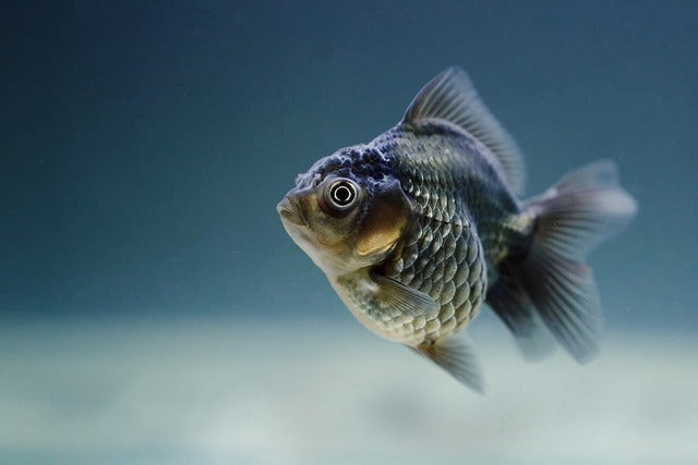 Why Expert Fish Keepers Choose These Pet Fish Breeds