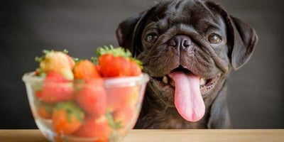 10 Fruits Safe and Nutritious for Your Dog's Homemade Meal