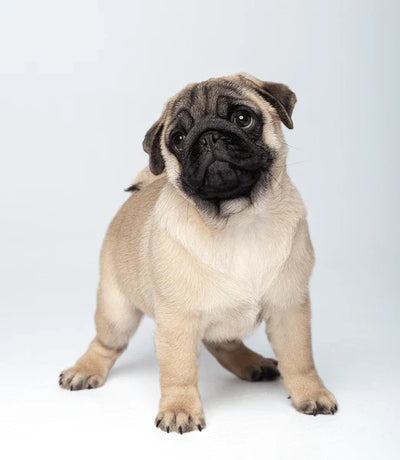 Pug Dog Price: Everything You Need to Know