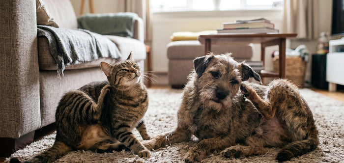 An itchy dog and cat scratching themselves indoors, illustrating the need for effective flea and tick treatment for pets.