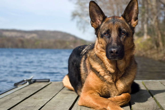 Alt tag:    `German Shepherd dog lying on a wooden dock beside a lake